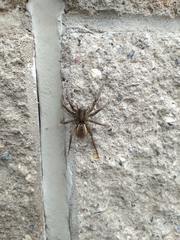 Lycosa erythrognatha