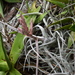 Tillandsia ehlersiana - Photo (c) Roberto García, some rights reserved (CC BY-NC), uploaded by Roberto García