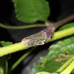 Oncometopia facialis