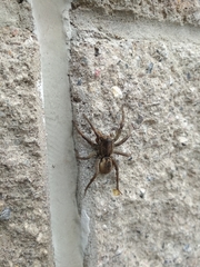 Lycosa erythrognatha