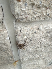 Lycosa erythrognatha