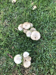 Agaricus xanthodermus