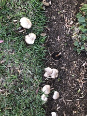 Agaricus xanthodermus