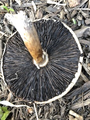 Agaricus xanthodermus