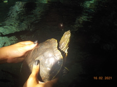 Trachemys venusta iversoni