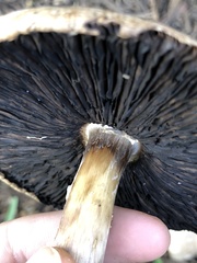 Agaricus xanthodermus