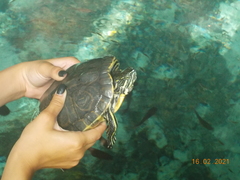 Trachemys venusta iversoni