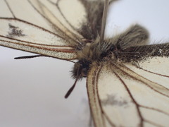 Parnassius stubbendorfii