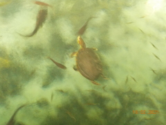 Trachemys venusta iversoni