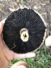 Agaricus xanthodermus