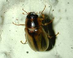 Phyllophaga bruneri