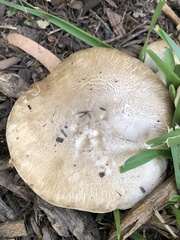 Agaricus xanthodermus