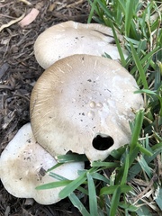 Agaricus xanthodermus