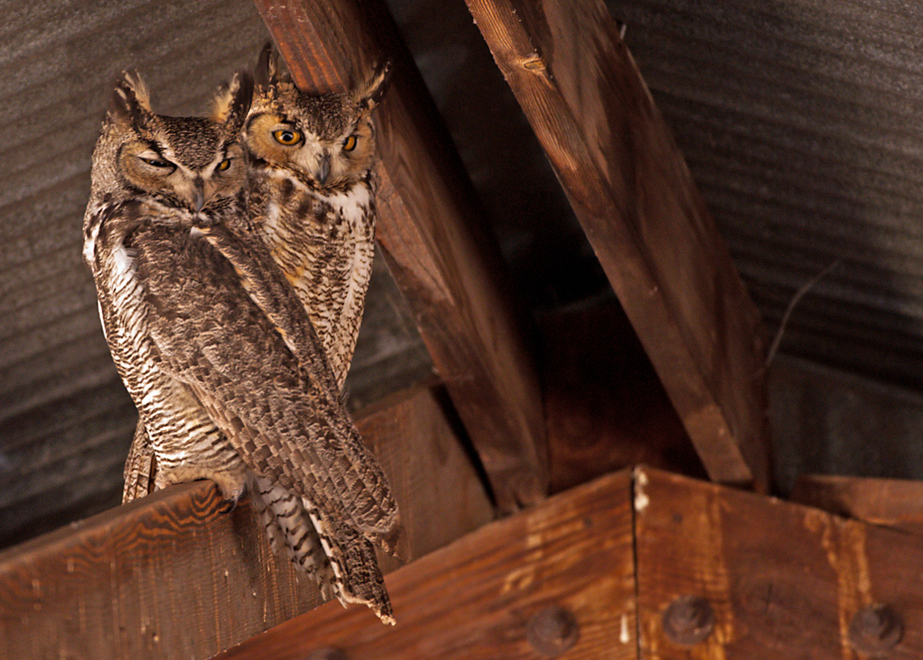 Pallid Great Horned Owl