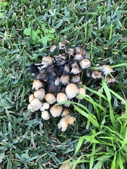 Coprinellus micaceus