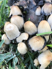 Coprinellus micaceus