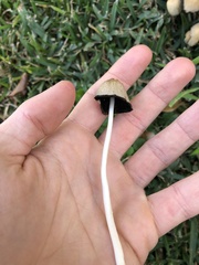 Coprinellus micaceus