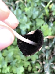 Coprinellus micaceus