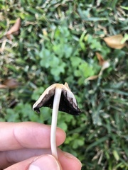 Coprinellus micaceus