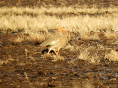 Chloephaga rubidiceps