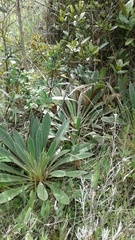 Espeletia corymbosa