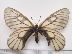 Parnassius glacialis