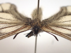 Parnassius stubbendorfii