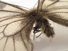 Parnassius stubbendorfii