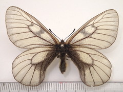 Parnassius stubbendorfii