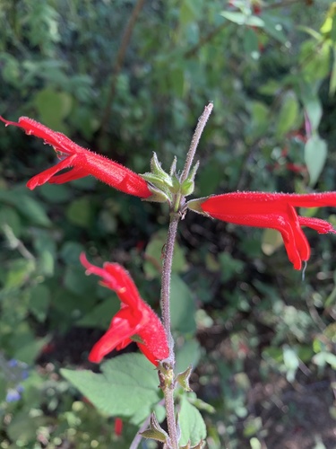 Pineapple Sage
