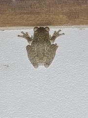 Itapotihyla langsdorffii