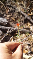 Castilleja durangensis