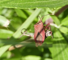 Athaumastus haematicus