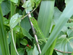 Calotes calotes