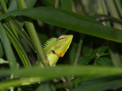 Calotes calotes