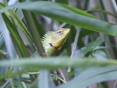 Calotes calotes