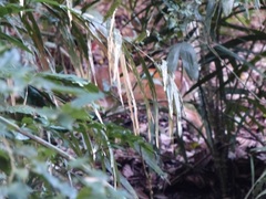 Muntiacus vaginalis