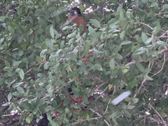 Turdus migratorius