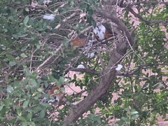 Turdus migratorius