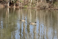 Branta canadensis