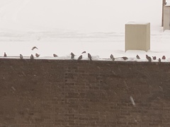 Turdus migratorius