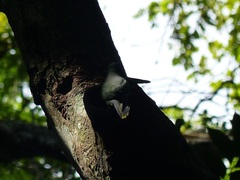 Psittacula calthrapae