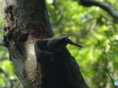 Psittacula calthrapae