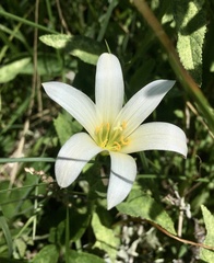Zephyranthes mesochloa