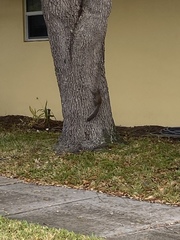 Sciurus carolinensis