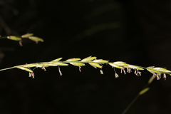Melica californica