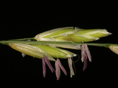 Melica californica