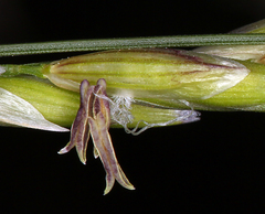 Melica californica