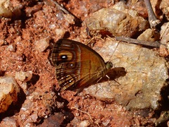 Mycalesis patnia