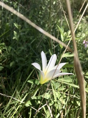 Zephyranthes mesochloa
